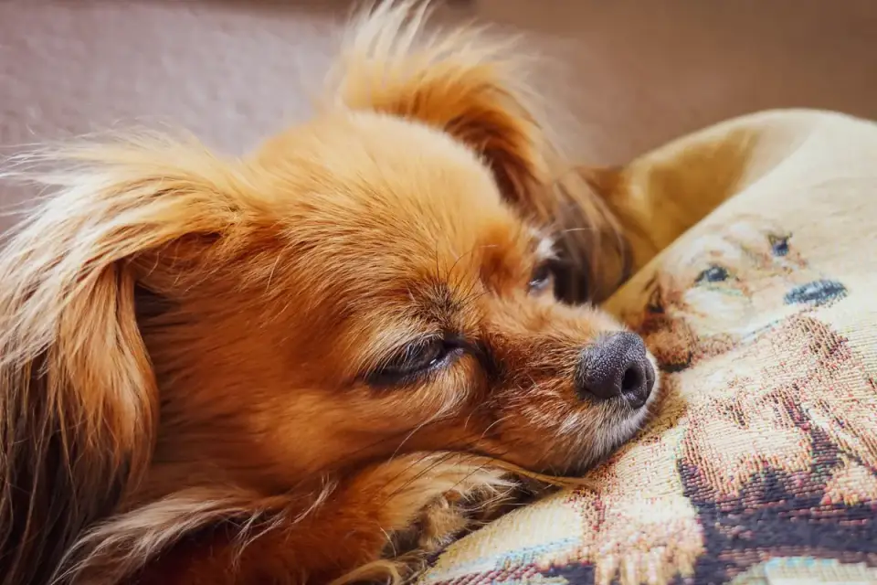 Dog resting living room