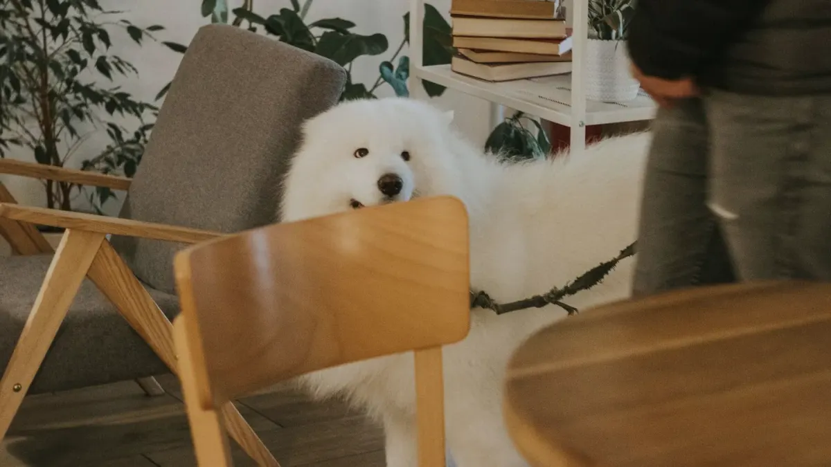 Dog resting living room