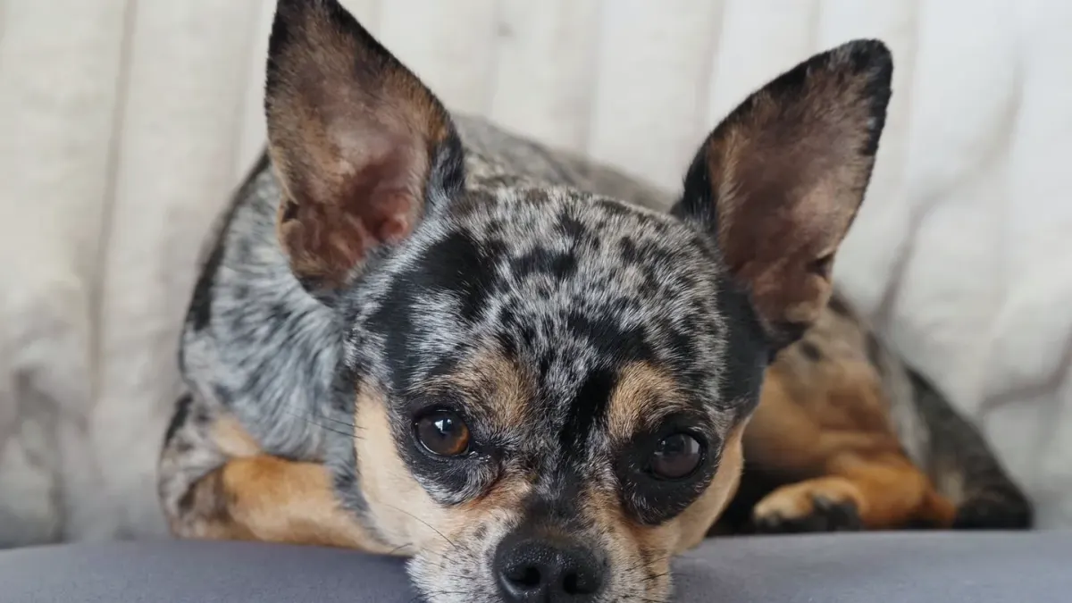 Dog resting on a sofa