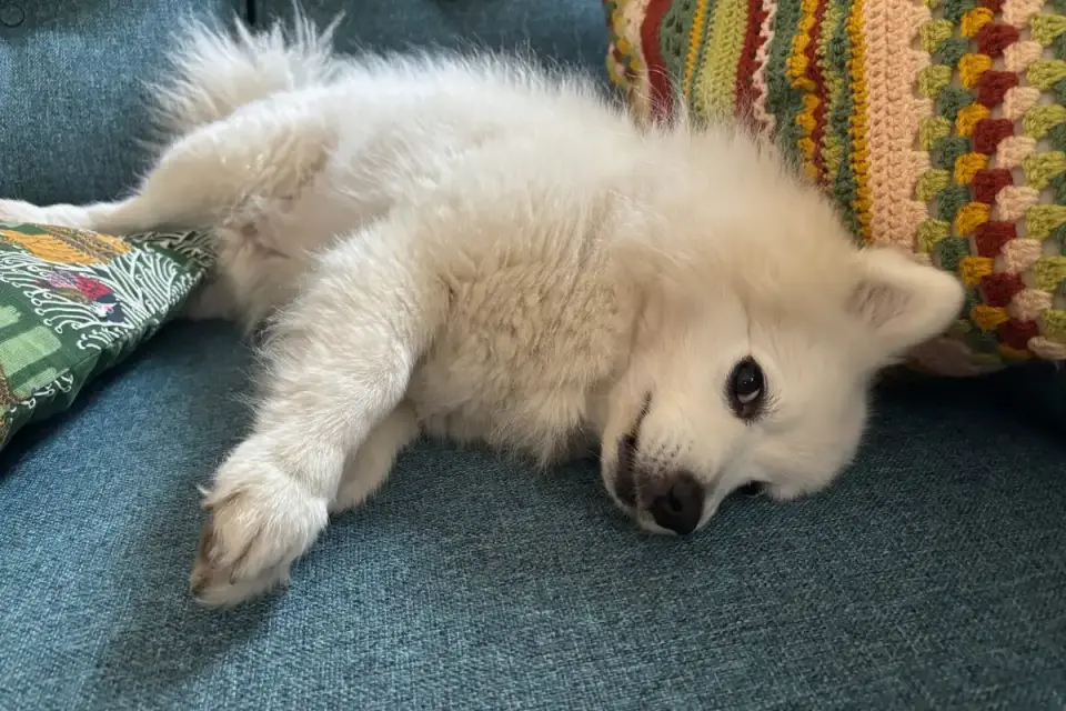 Dog resting on a sofa