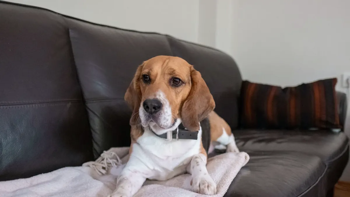 Dog resting on a sofa