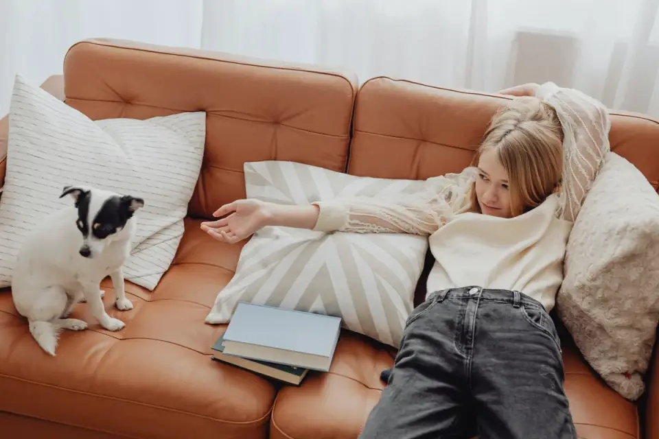 Dog resting on a sofa