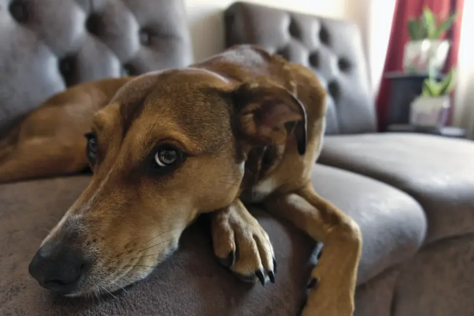 Dog resting on sofa