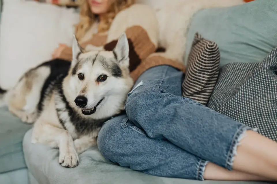 Dog resting on sofa