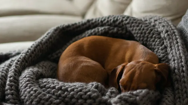 Dog sleeping at home