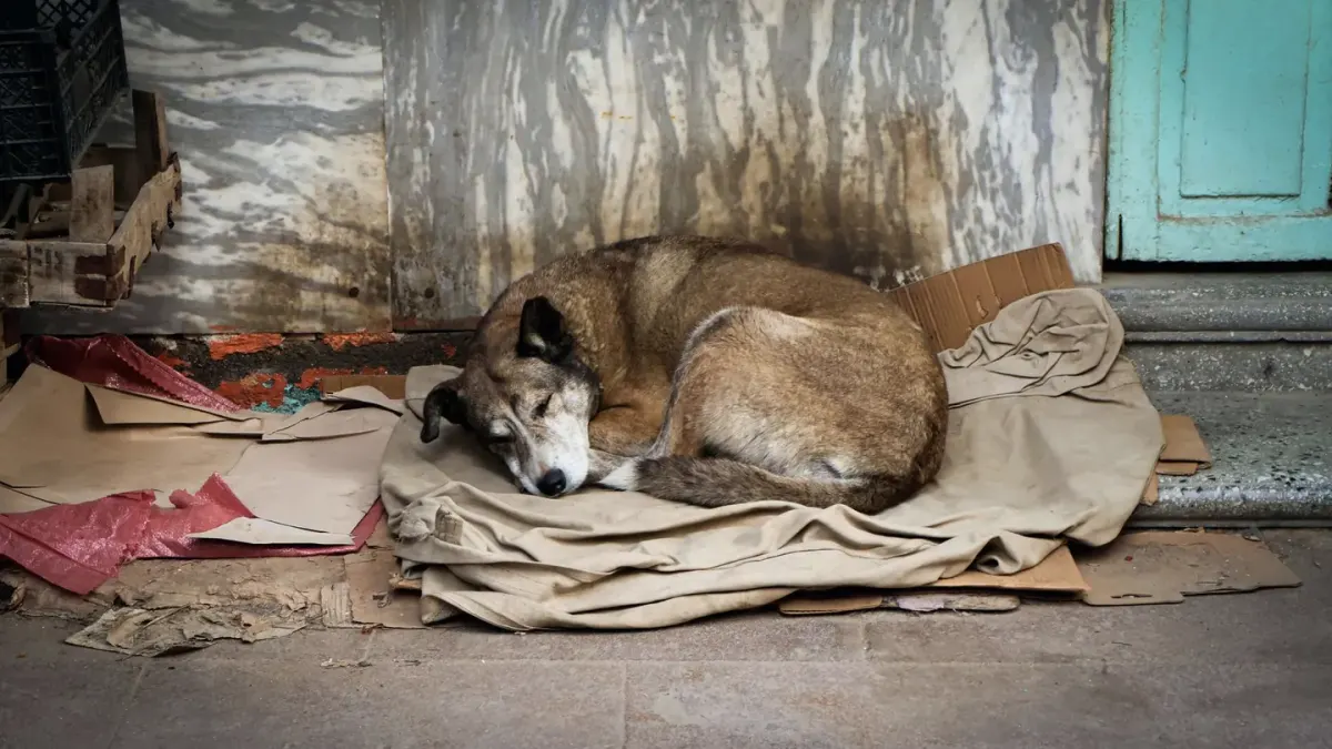 Dog sleeping at home