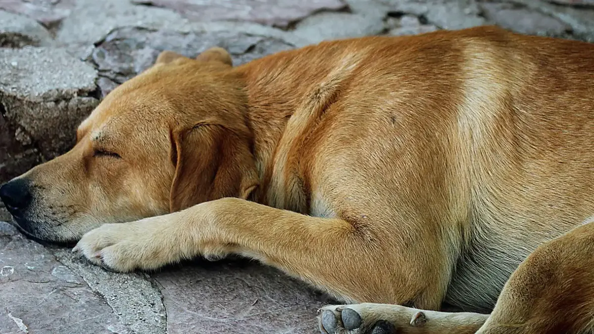 Dog sleeping at home