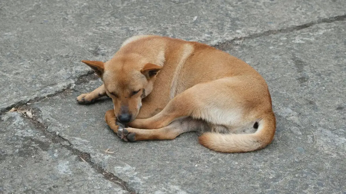 Dog sleeping at home