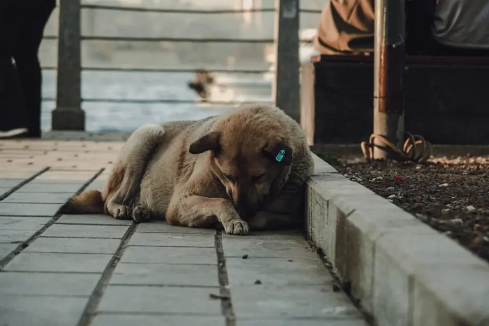Dog sleeping at home