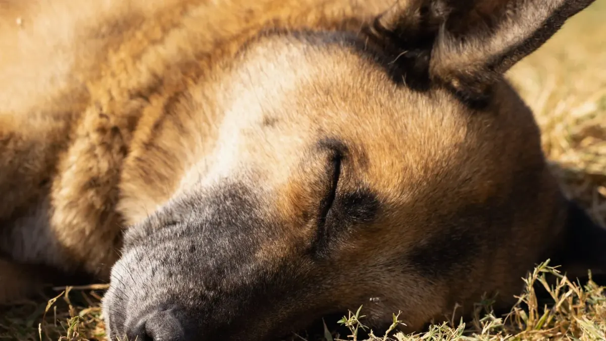 Dog sleeping at home