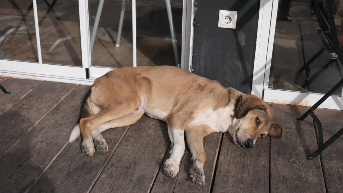 Dog sleeping at home
