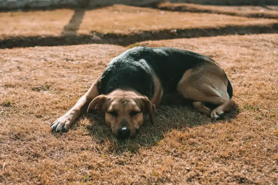 Dog sleeping at home