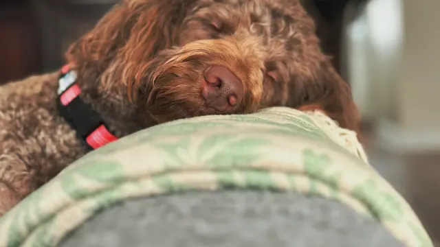 Dog sleeping at home