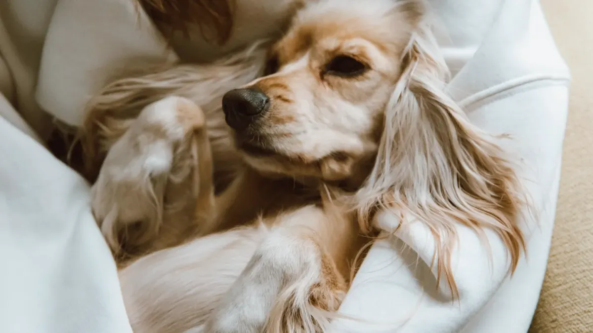 Dog sleeping at home