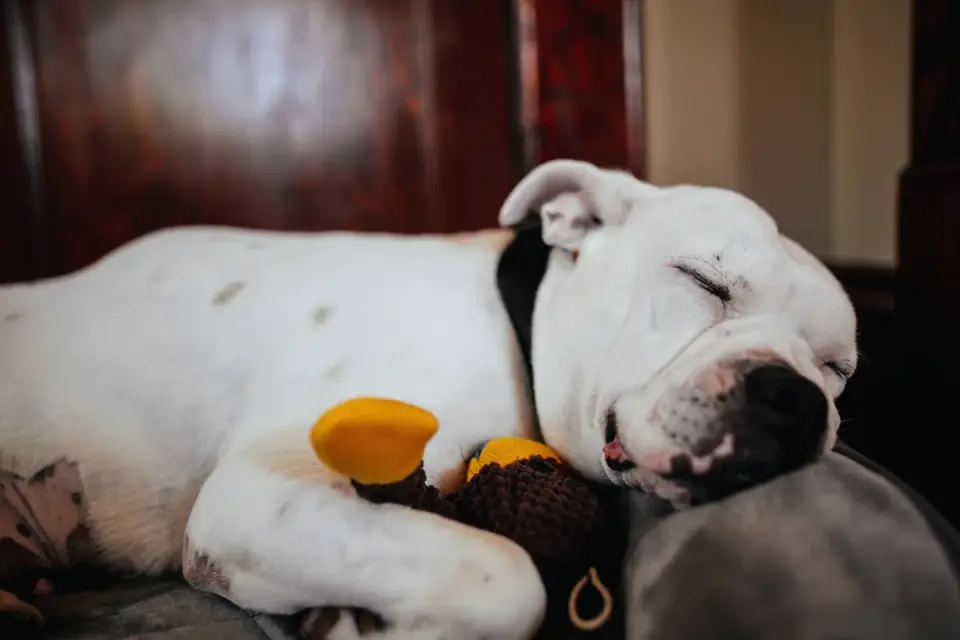 Dog sleeping at home