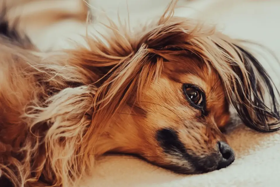 Dog sleeping at home