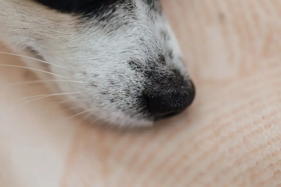 Dog sleeping cozy home