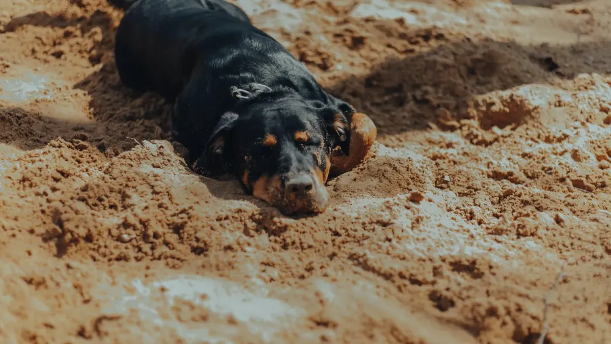 Dog sleeping in sunlight