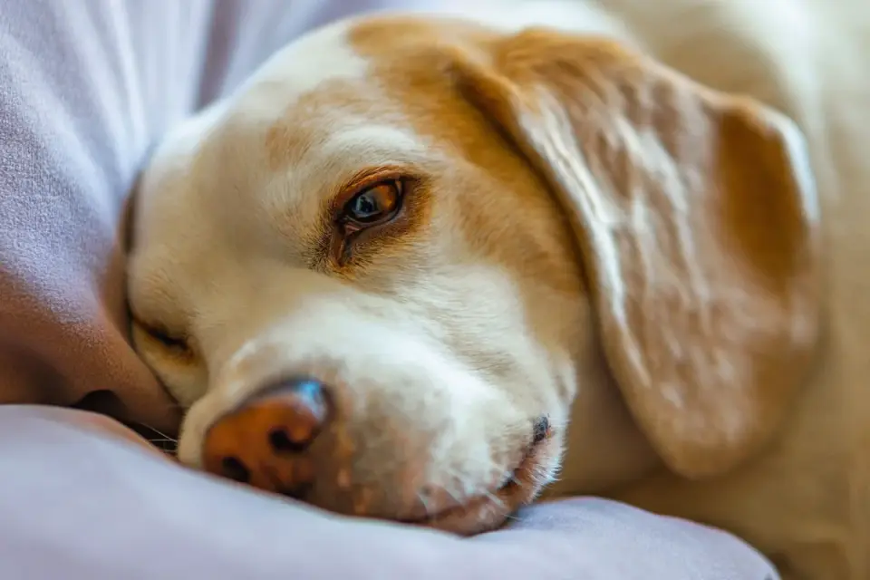 Dog sleeping in sunlight