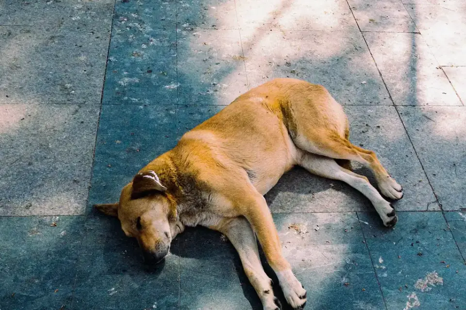 Dog sleeping in sunlight