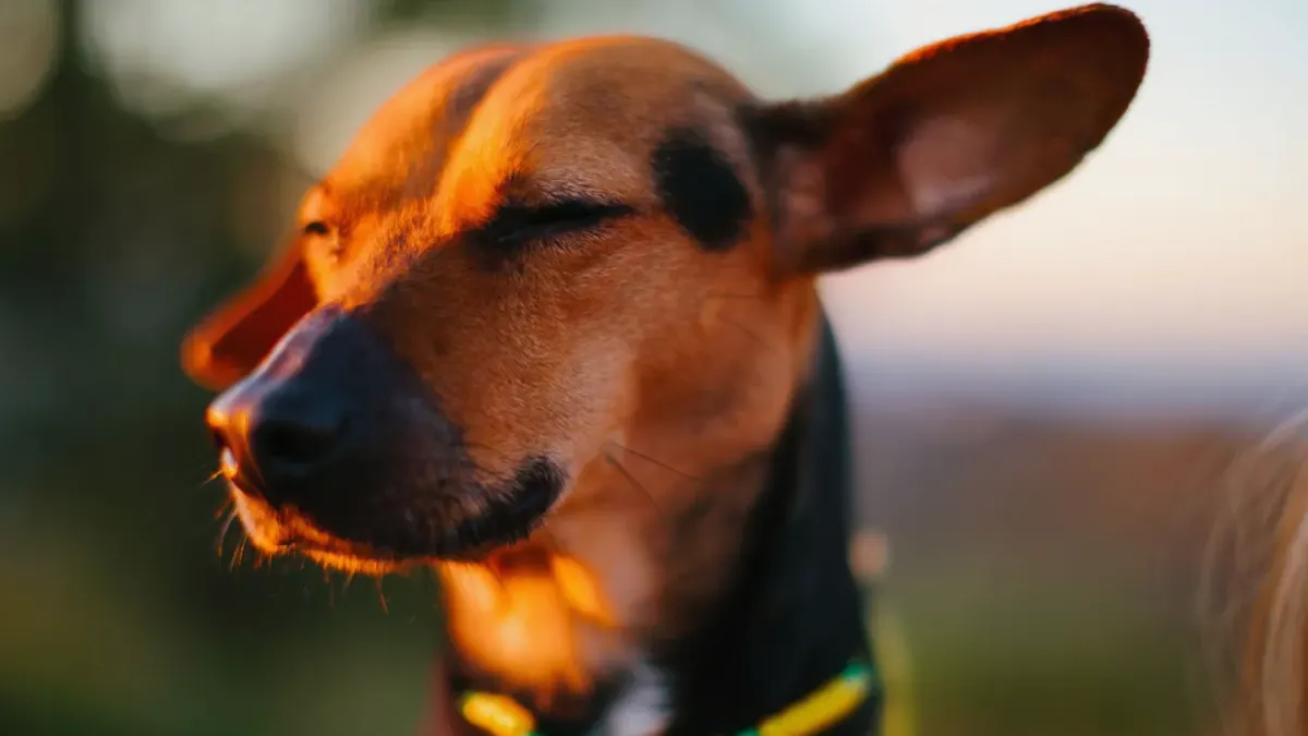 Dog sleeping in sunlight