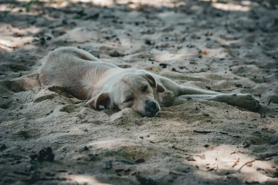 Dog sleeping in sunlight