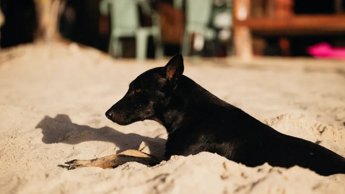 Dog sleeping in sunlight