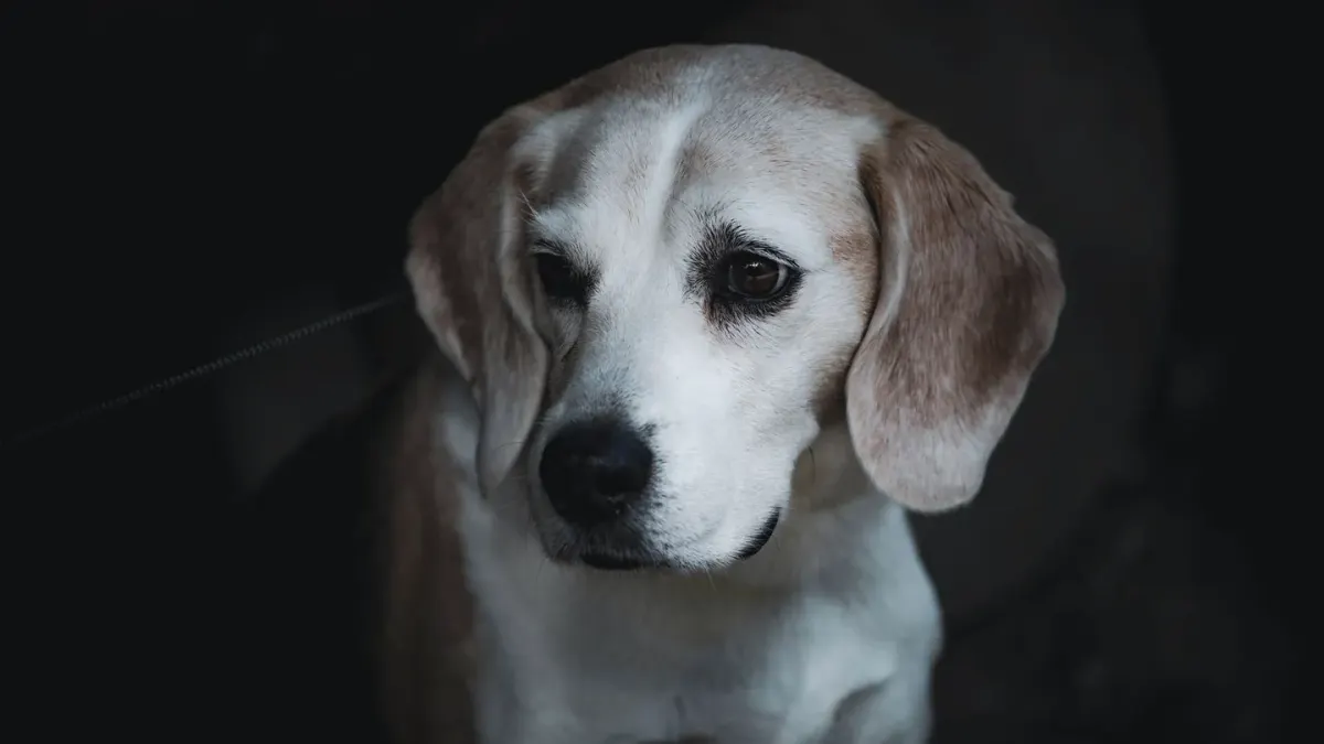 Dog standing indoors