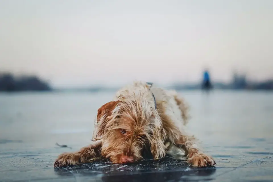 Dog standing up
