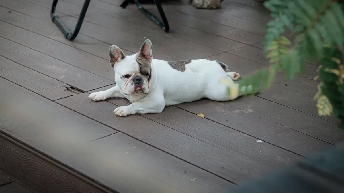 Dog standing up
