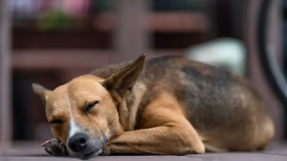 Dog stretching indoors