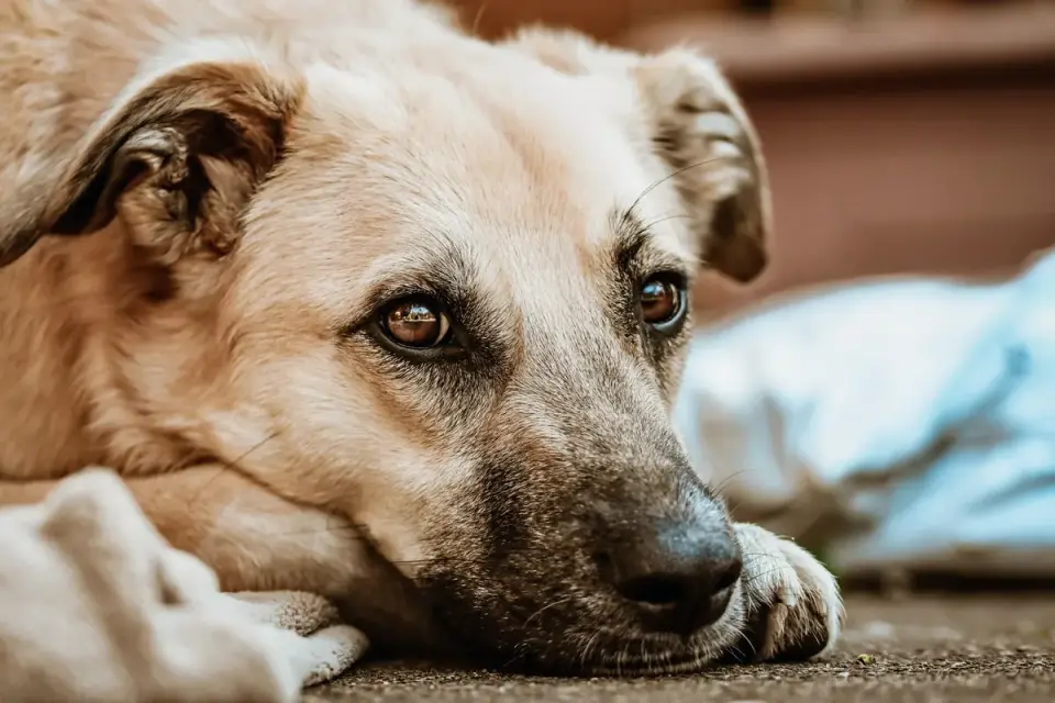 Dog waiting beside a bowl