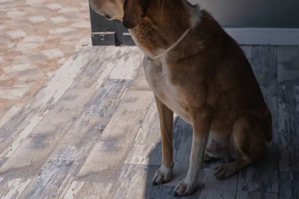 Dog waiting beside a bowl
