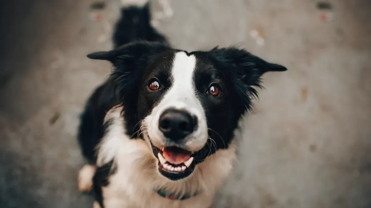 Dog waiting beside a bowl