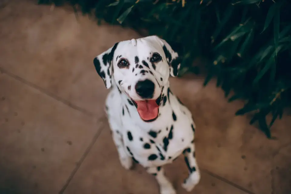 Dog waiting beside food bowl