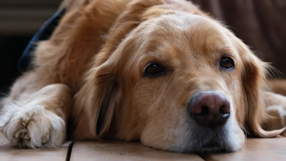 Dog waiting beside food bowl