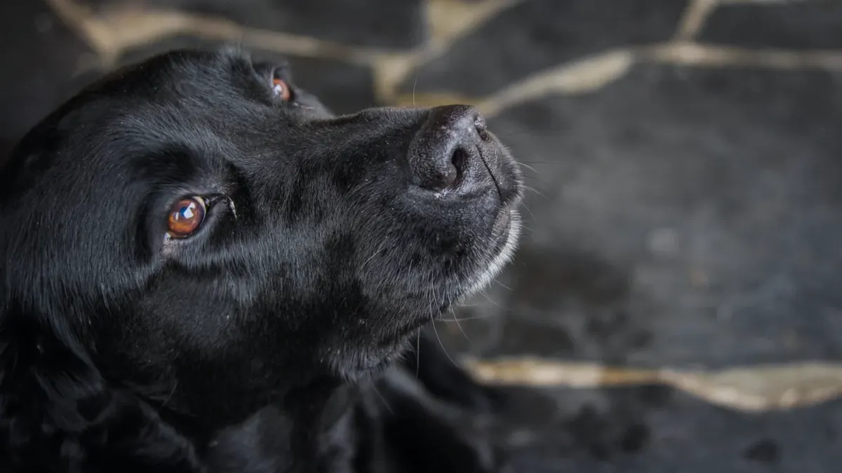 Dog waiting beside food bowl