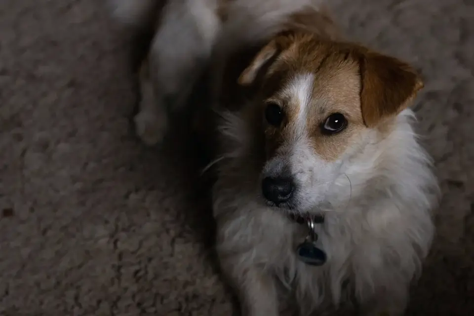 Dog waiting beside food bowl