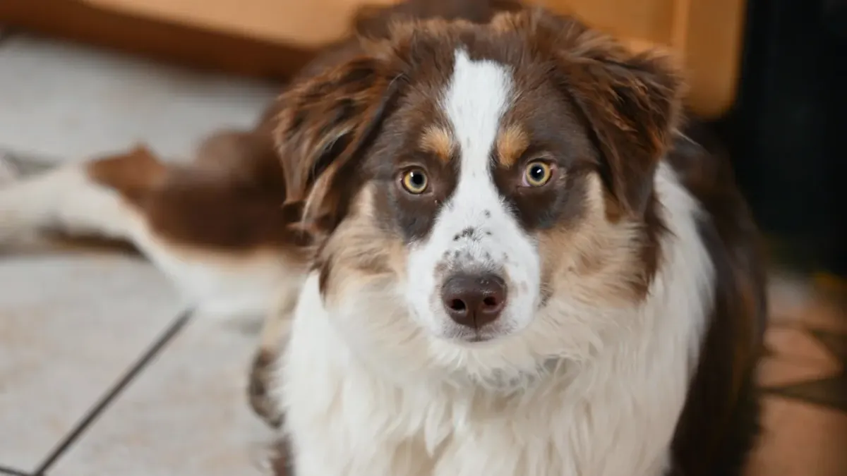 Dog waiting beside food bowl
