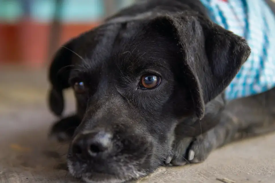 Dog waiting beside food bowl