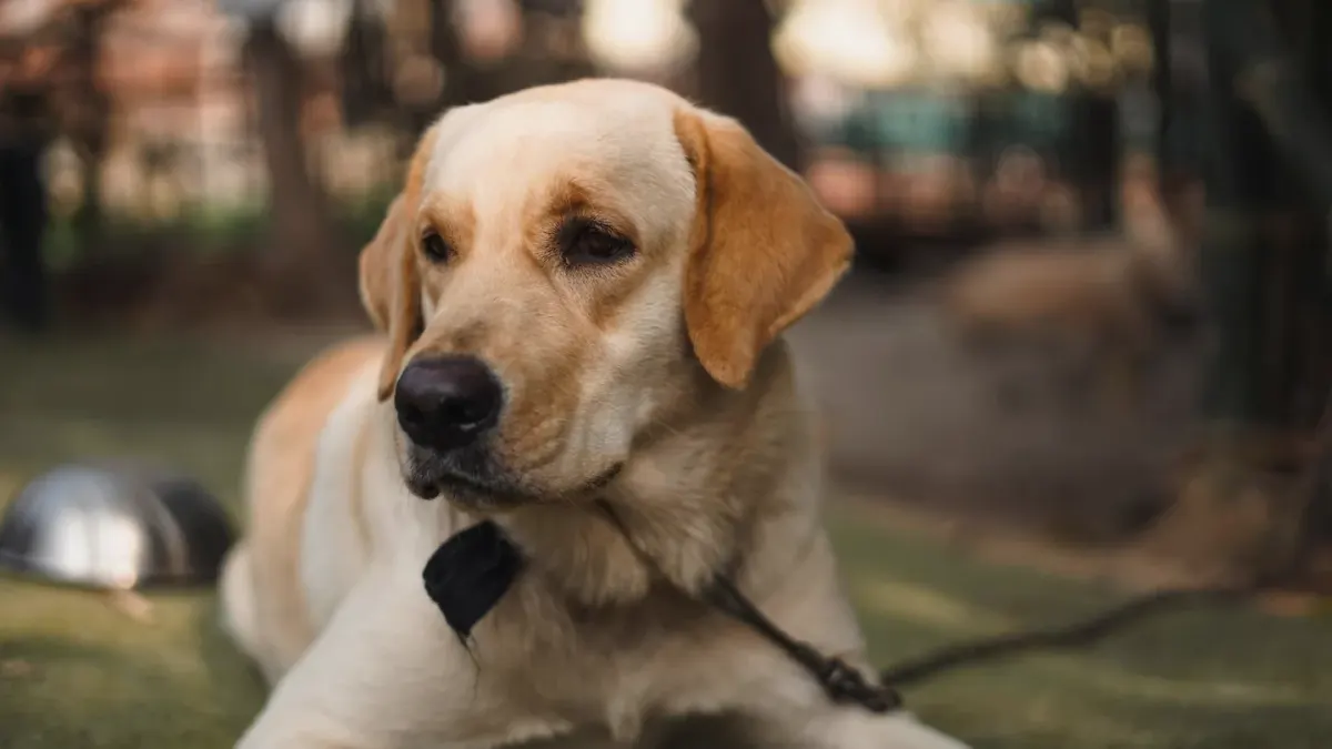 Dog waiting beside food bowl