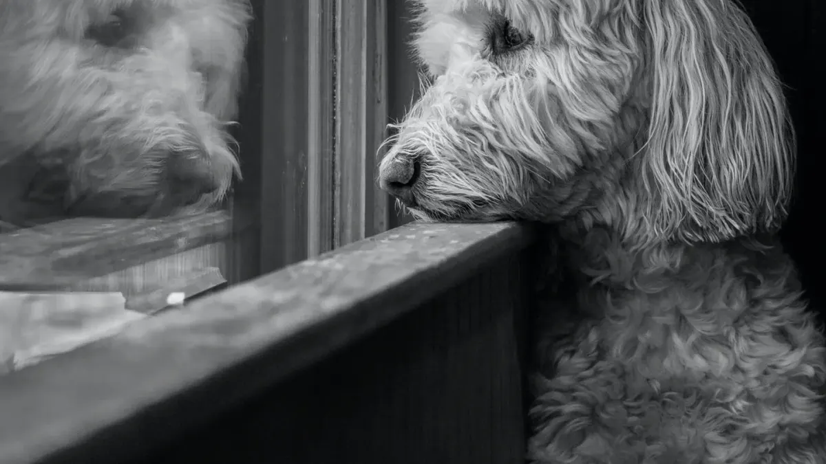 Dog waiting beside food bowl