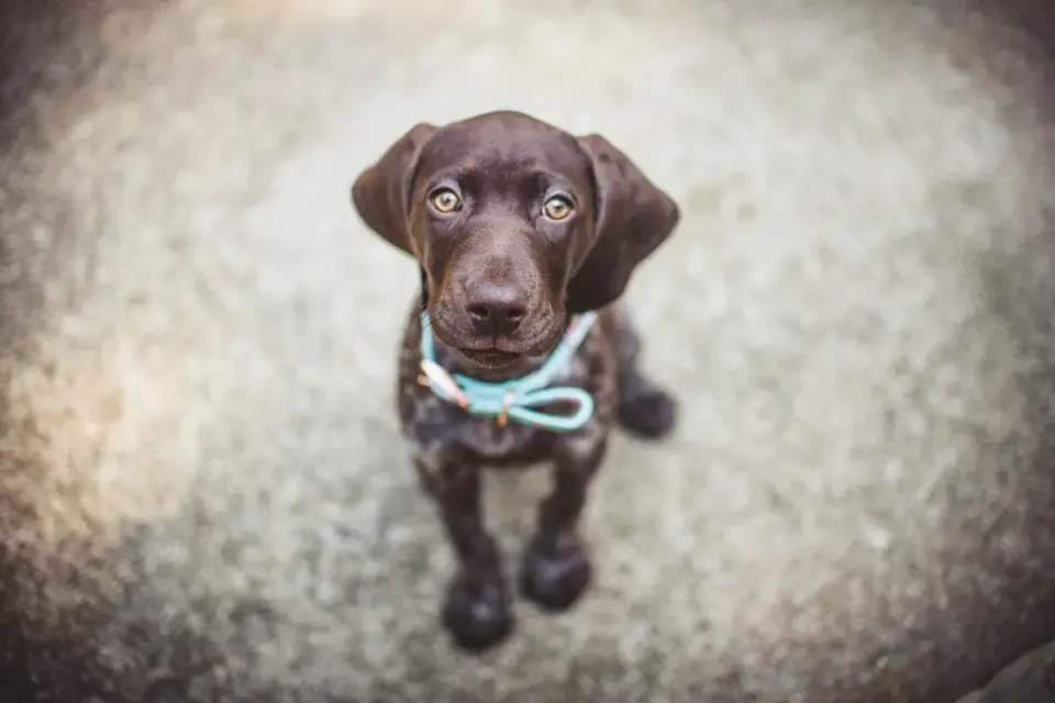 Dog waiting beside food bowl
