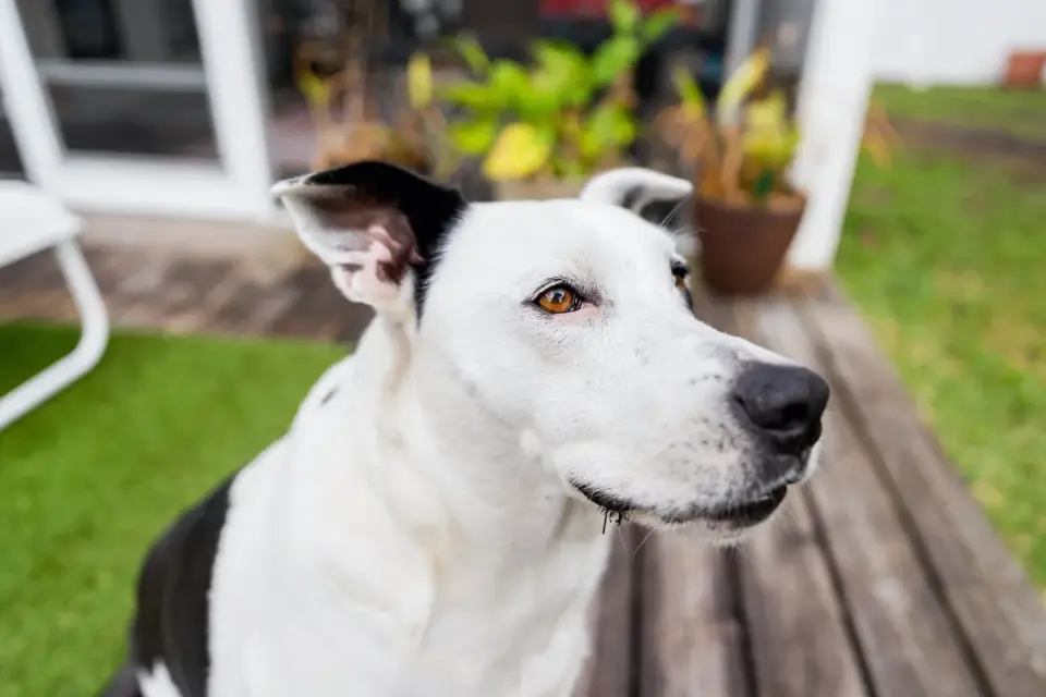 Dog waiting beside food bowl