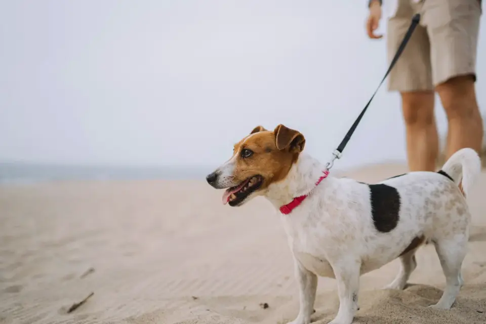 Dog walking outdoors owner