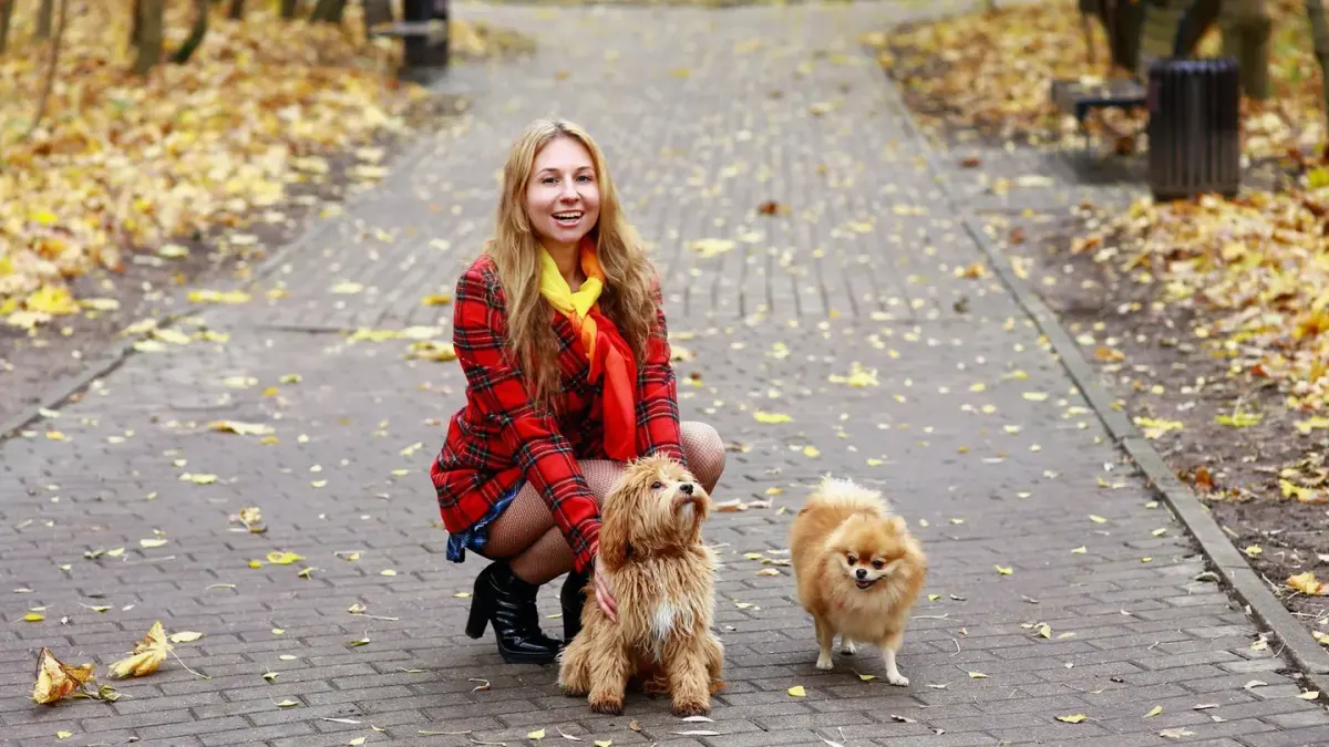 Dog walking outdoors owner