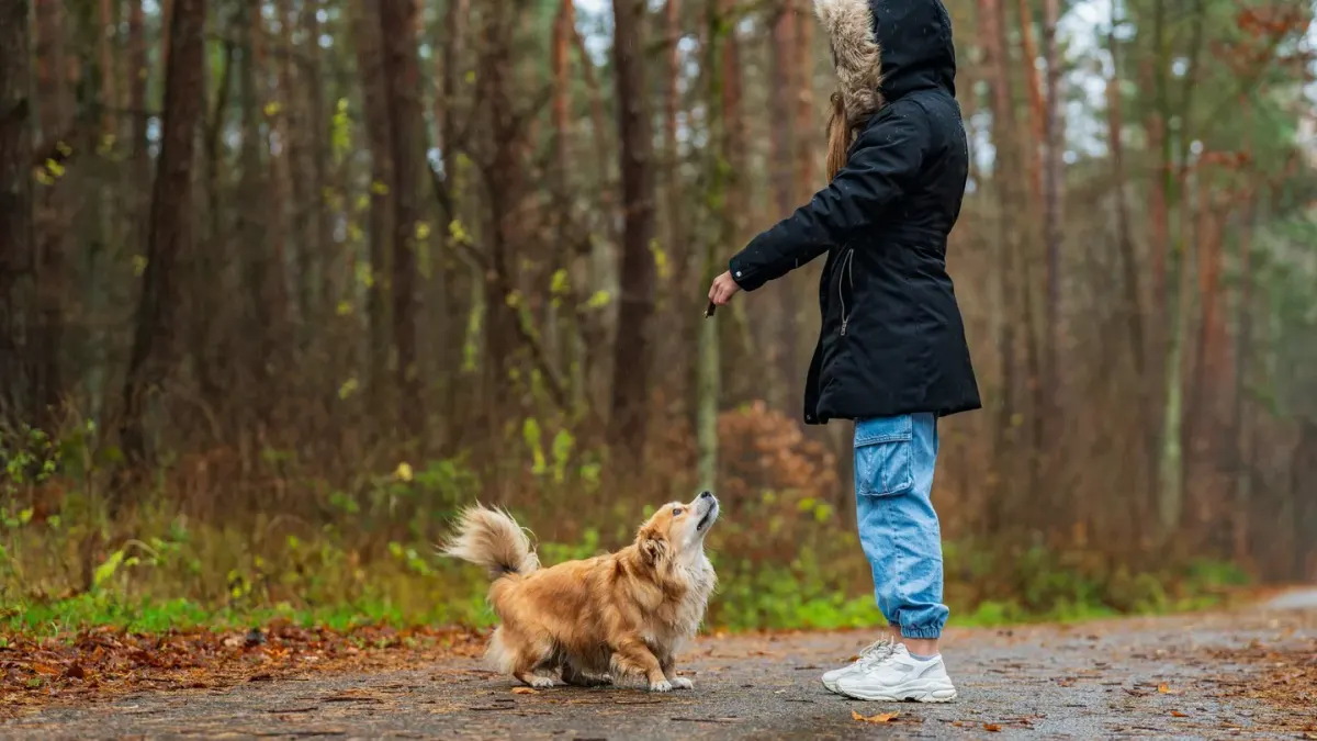 Dog walking outdoors owner