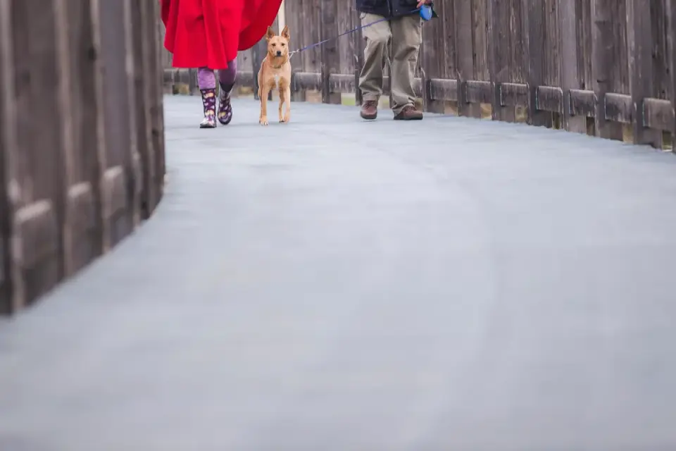 Dog walking outdoors owner