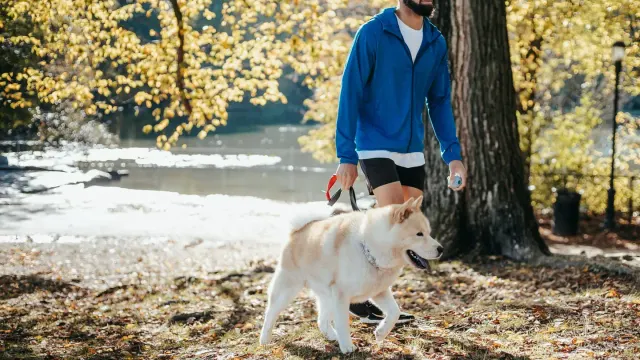 Dog walking with an owner