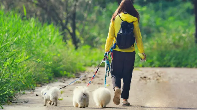 Dog walking with an owner